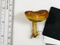 Xerocomus illudens