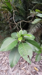 Dendrocnide meyeniana
