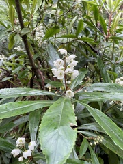 Anopterus glandulosus