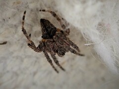 Socca pustulosa