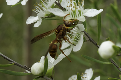 Polistes humilis