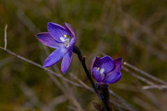 Thelymitra kangaloonica