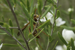 Polistes humilis