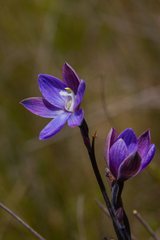 Thelymitra kangaloonica