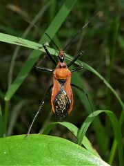 Gminatus australis