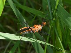 Gminatus australis