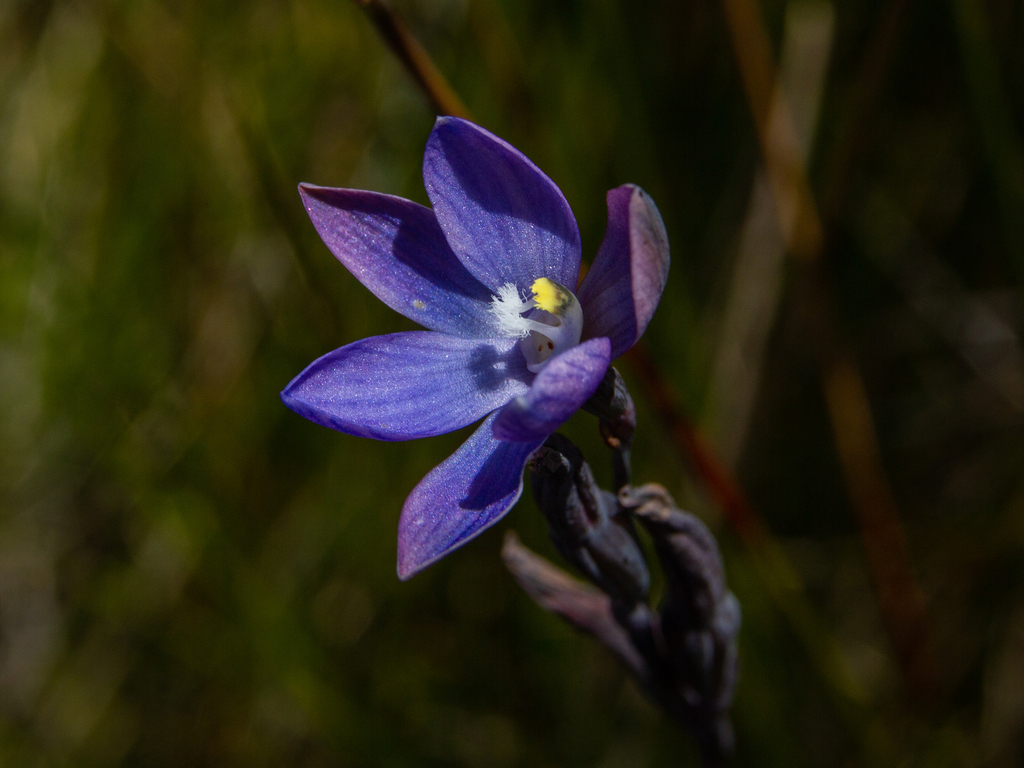 Thelymitra kangaloonica