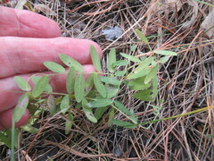 Vicia nervata