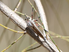 Neoaratus hercules