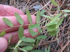 Vicia nervata