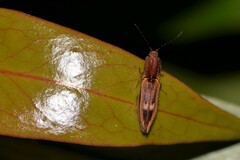 Parablacinae