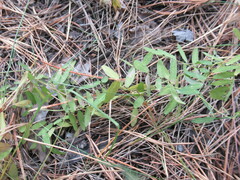 Vicia nervata
