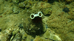 Heliocidaris erythrogramma