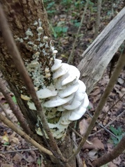 Rigidoporus