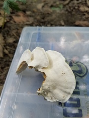 Rigidoporus