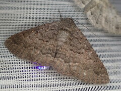 Eudesmeola lawsoni