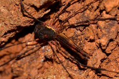 Neopantopsalis thaumatopoios