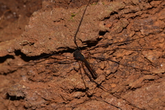 Neopantopsalis thaumatopoios