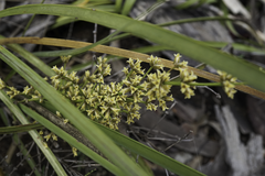 Lomandra multiflora