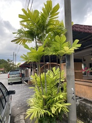 Ptychosperma macarthurii