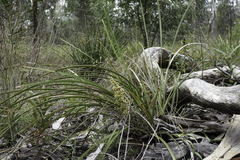 Lomandra multiflora