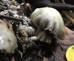 Psilocybe