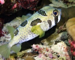 Diodon liturosus