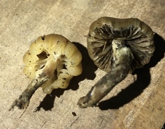 Psilocybe