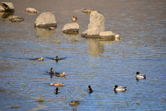 Anas platyrhynchos platyrhynchos