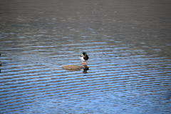 Anas platyrhynchos platyrhynchos