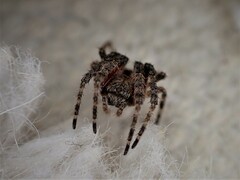 Socca pustulosa