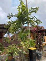 Ptychosperma macarthurii