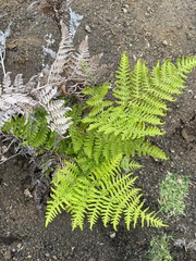 Pteridium aquilinum decompositum