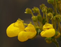 Calceolaria crenata