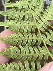 Pteridium aquilinum decompositum