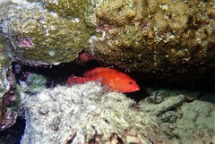 Cephalopholis nigripinnis