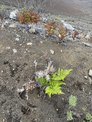 Pteridium aquilinum decompositum