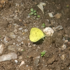 Eurema ada