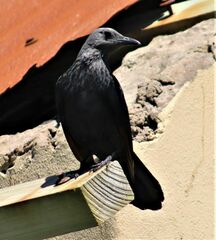 Onychognathus morio morio