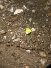 Eurema ada