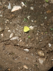 Eurema ada