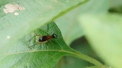 Homoeoxipha lycoides