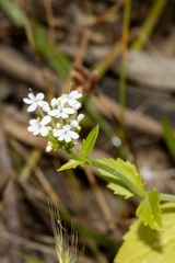 Centranthus macrosiphon