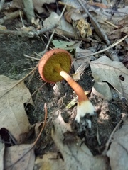 Boletus fraternus