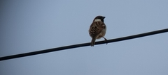 Passer domesticus