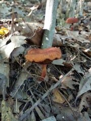 Boletus fraternus