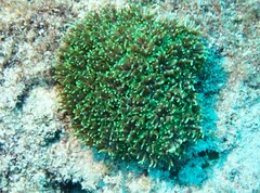 Galaxea fascicularis