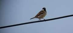 Passer domesticus