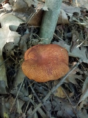 Boletus fraternus