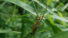 Hieroglyphus nigrorepletus